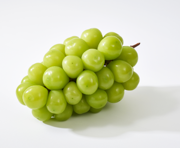 비엣비즈코리아