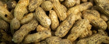 비엣비즈코리아