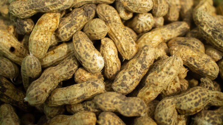 비엣비즈코리아