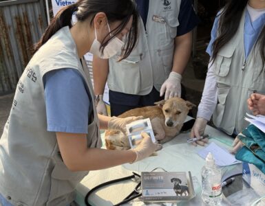 비엣비즈코리아