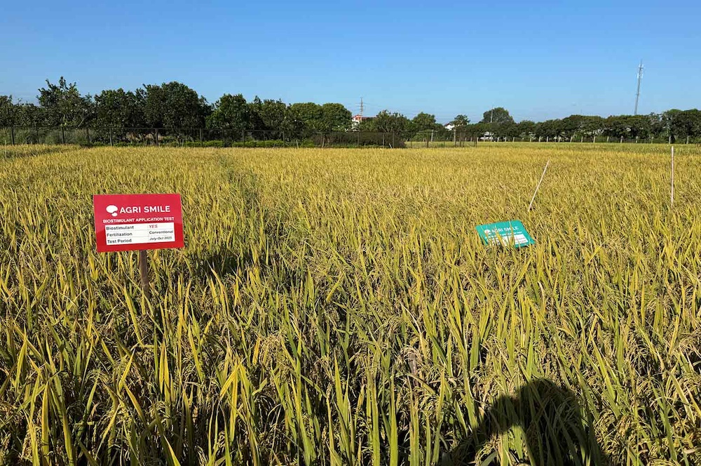 비엣비즈코리아